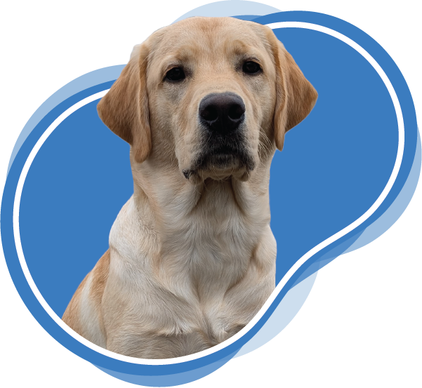Tucker cute dog TUCTUCS dog freeze dried raw treats
