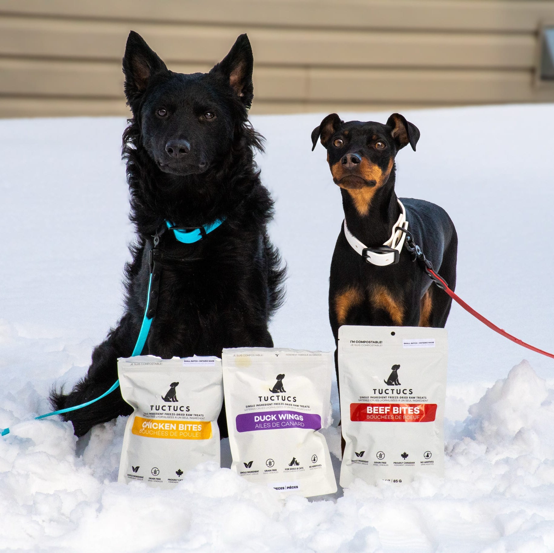 Duke & Lupin’s Picks