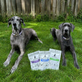 Ivy & Breeze's Picks