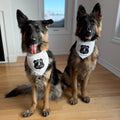 Ambassador Pet Bandana