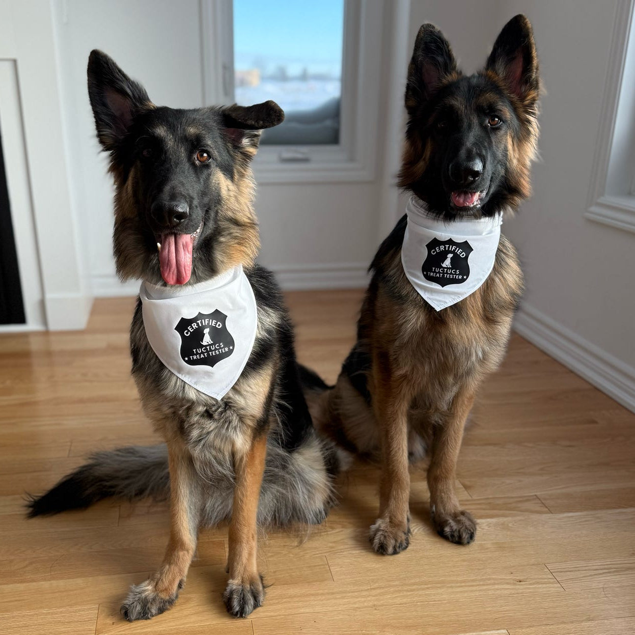 Ambassador Pet Bandana