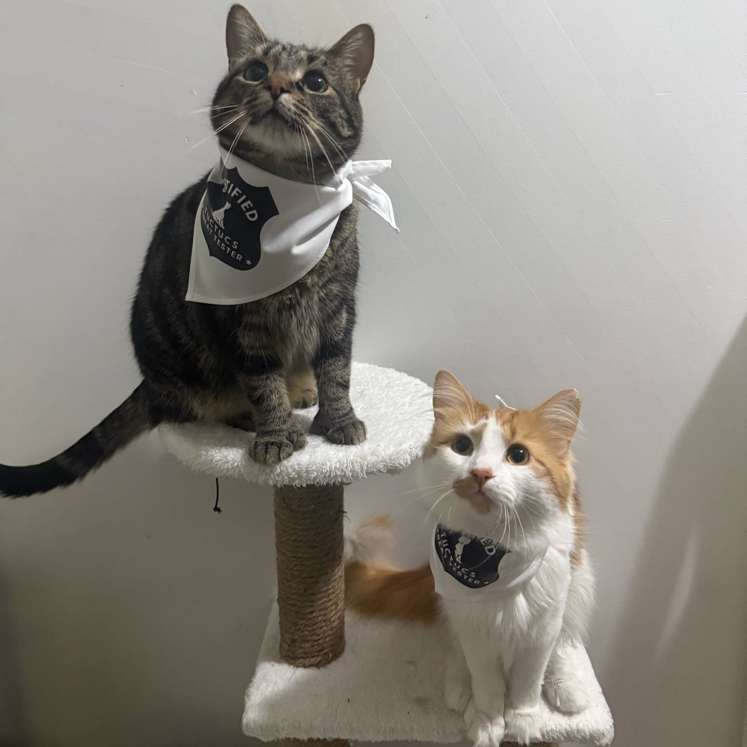 Ambassador Pet Bandana