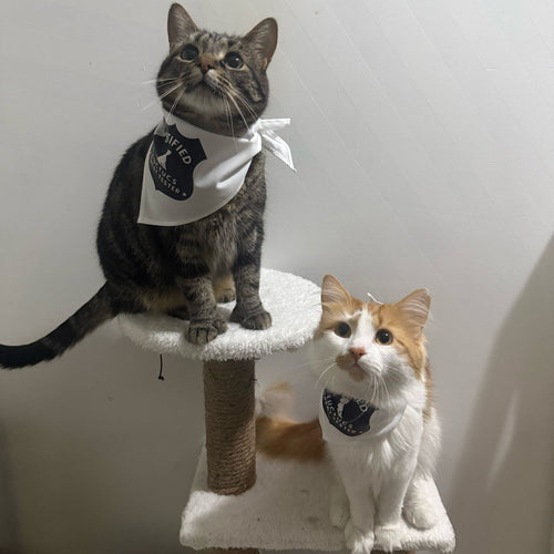 Ambassador Pet Bandana